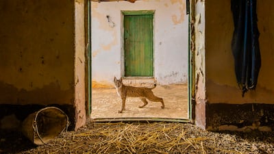 'Lynx on the Threshold' by Sergio Marijuan (Spain). Category: Highly commended, Urban Wildlife. Photo: Natural History Museum
