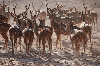A wildlife-centric stay awaits on Sir Bani Yas Island in Abu Dhabi. Courtesy Anantara