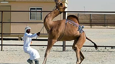 A feisty camel jumps back as a young man attempts to tie it up to a gate.