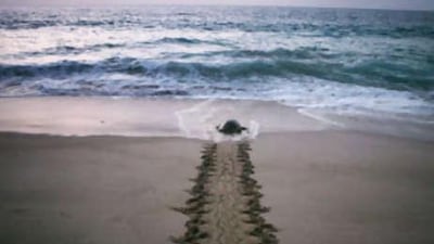 A green sea turtle crawls towards the sea after laying its eggs on a beach at a nature reserve in Ras al Jinz, Oman.