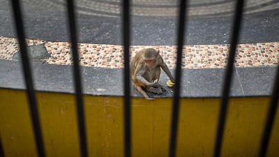 The primates – which regularly attack people – feed on human rubbish or, as here, a discarded packet of potato crisps.