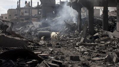 A white lamb follows a white donkey through the rubble of homes in the northern district of Beit Hanun in the Gaza Strip during an humanitarian truce. The bodies of at least another 35 Palestinians were recovered from rubble across Gaza during the truce.