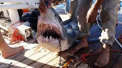 A picture released last week by the Egyptian ministry of environment shows a shark believed to be behind previous attacks on tourists in Sharm el-Sheikh