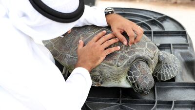 Sadly one flipper had to be amputated after Farah the turtle got tangled up in fishing wire. Staff at the Burj Al Arab Turtle Rehabilitation Sanctuary still hope she might be able to be released back into the wild, if she can still dive. Chris Whiteoak / The National