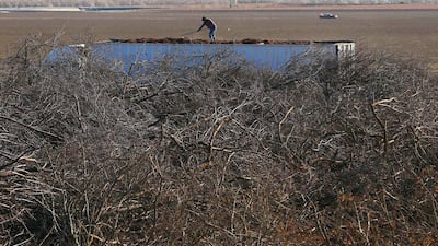 A worker rakes a truckload of shredded almond trees at Baker Farming in Firebaugh, California. Some farmers are tearing up older trees that cannot get water. Justin Sullivan / Getty Images / AFP