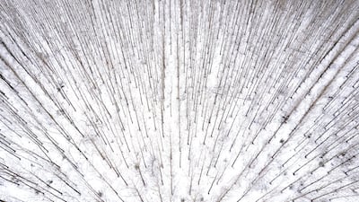 Snow-covered tree near Hajdusamson, Hungary. EPA