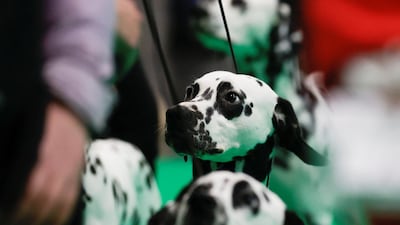 Dalmatians compete in the ring on the first day of the Crufts Dog Show in Birmingham, Britain. Reuters