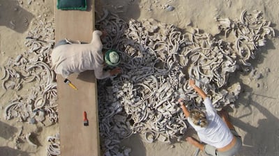 Excavations on the island site of Akab in Umm Al Quwain. Photo F. Borgi