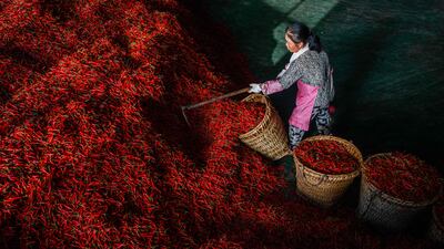 Chilli peppers are packed into baskets at a drying factory in Bijie city, south-west China. AFP