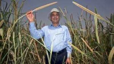 Dr Nurul Akhand, an irrigation management scientist at the ICBA, stands in a field of pearl millet in one of the centre's research fields in Dubai.