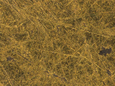 Detail of minute scratches on the Sponsian gold coin. Photo: The Hunterian, University of Glasgow