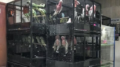 Four hundred birds were seized from an illegal trader in Sharjah this year under the Cites agreement on endangered creatures. Courtesy Ministry of Climate Change and Environment