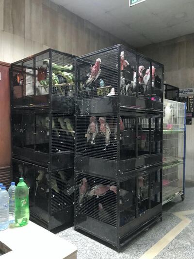 Birds seized from an illegal trader in Sharjah earlier this year. Courtesy: Ministry of Environment