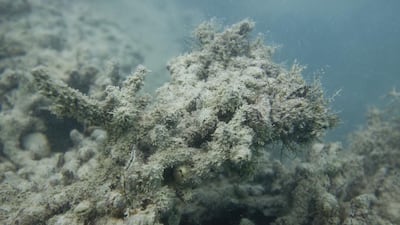 Coral reefs, described as the UAE’s most diverse marine ecosystems, are also vulnerable to higher temperatures and water acidification, according to the Climate Change 2014 report. Antonie Robertson / The National