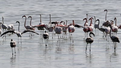 Flamingoes at the Al Wathba Wetland Reserve in Abu Dhabi. Pawan Singh/The National