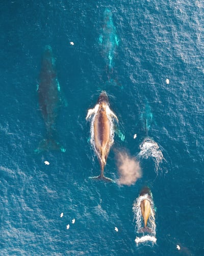 Whale-watching is essential for anyone visiting the south coast of New South Wales. Courtesy Getty
