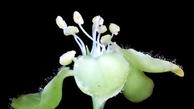 Undated handout photo issued by Royal Botanical Gardens, Kew of Chlorohiptage vietnamensis, a new genus and individual species endemic to Vietnam, in the tropical liana family Malpighiaceae. It is one of more than 170 plants and fungi previously unknown to science which have been named for the first time in 2024 by scientists from the Royal Botanic Gardens, Kew and their partners. Kew scientists and their collaborators warned that several of the new species are already at risk of extinction due to human activities as they called attention to the ongoing loss of global biodiversity. Issue date: Thursday December 19, 2024. PA Photo. See PA story ENVIRONMENT Species. Photo credit should read: Truong VanDo/Royal Botanical Gardens, Kew/PA Wire NOTE TO EDITORS: This handout photo may only be used for editorial reporting purposes for the contemporaneous illustration of events, things or the people in the image or facts mentioned in the caption. Reuse of the picture may require further permission from the copyright holder.