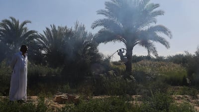 A man stands at a farm while a worker collects palm leaves to make a traditional basket used for storing food in front of his house.