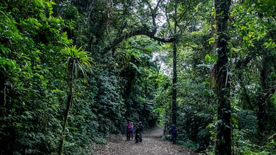 The cloud forests in Costa Rica are under growing threat from climate change. AFP