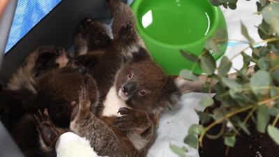 Rescued orphaned baby koals at Adelaide Koala Rescue which has been set up in the gymnasium at Paradise Primary School in Adelaide in Adelaide, Australia. Getty Images