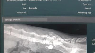 The air gun pellet can be seen in their x-ray taken by a vet. Courtesy: Fawaz Kanaan