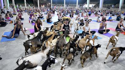 Dozens of goats are let loose on the yoga floor in Denver. Helen H Richardson / The Denver Post via Getty Images