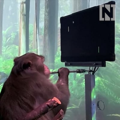 Using Elon Musk's Neuralink chip, monkey can play computer game with his mind