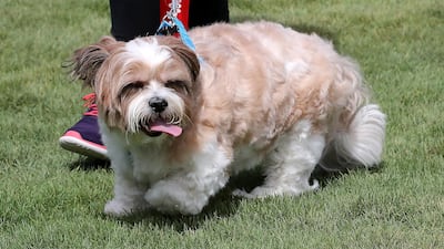 Dogs of all shapes and sizes, and their owners turned up to the 2018 Abu Dhabi Pet Festival. Pawan Singh / The National