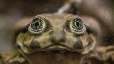A secretion from the skin of an East Asian bullfrog (Hoplobatrachus rugulosus) offers a promising breakthrough for type 2 diabetes treatment. PA