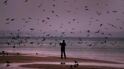 A man takes a picture of hundreds of crows during dawn at the Baltic Sea in Timmendorfer Strand, Germany. Michael Probst / AP Photo