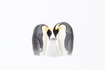 Family Devotion (2021) by Joshua Holko. Photo: Xposure Festival