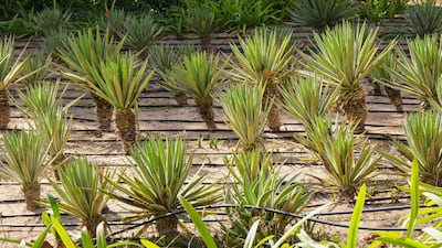 The teams will now move into the real-world testing phase of the challenge. Getty