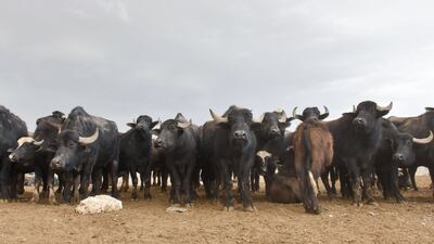 A herd of cattle is rounded up as members of a veterinary team spray disinfectant, in Iraq's northern city of Kirkuk. All photos: AFP