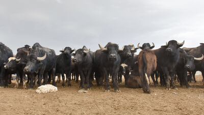 Cattle are gathered as members of a veterinary team spray disinfectant in Iraq's northern city of Kirkuk amid the Crimean-Congo haemorrhagic fever outbreak on May 7, 2022. AFP
