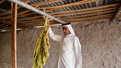 Khalfan Al Dhagmani poses for the camera with some locally grown tobacco on a traditional Emirate farm in Wadi Al Tuwa.
