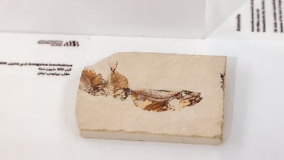 A 100 million year old fossil of Armigatus brevissimus from Haqil near Byblos, Lebanon