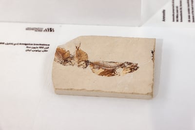 This fossil of Armigatus brevissimus, 100 million years old, is from Hakel, near Byblos, Lebanon. Victor Besa / The National