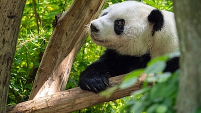 The 19-year-old Giant panda Yuan Yuan explores his enclosure at the Tiergarten Schoenbrunn zoo in Vienna. Yuan Yuan arrived from the Dujiangyan Giant Panda Base in Sichuan Province, China. EPA
