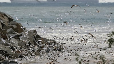 Seagulls fly off the coast of the Lebanese capital Beirut. AFP