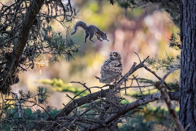 Kevin Lohman's entry Are You Kidding Me. Kevin Lohman / Nikon Wildlife Comedy Awards