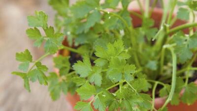Fresh cilantro also known as coriander. istockphoto.com