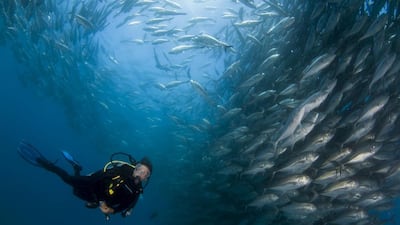 Celine Cousteau, the granddaughter of the famous French explorer Jacques Cousteau, is renowned for her work in oceanography. She will speak at NYU Abu Dhabi on Sunday, October 18. Courtesy CauseCentric Productions
