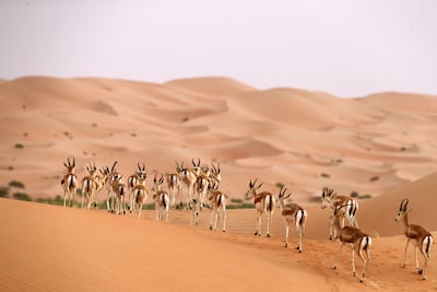 Arabian oryx are seen at the Arabian oryx sanctuary in Um Al Zamool, near the UAE border with Saudi Arabia. AFP