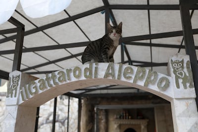 A cat sits above the entrance to Alaa Aljaleel’s cat sanctuary. AFP