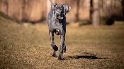 A great dane