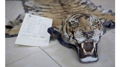 Clockwise from top left, a tiger skin, a stuffed crocodile, a stuffed Merlin falcon and the skin of a python are seen at the International Fund for Animal Welfare office in Dubai. These are part of a collection of illegal trade confiscated from markets and travellers in the Gulf region.