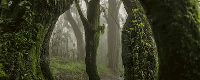 The exhibition pays tribute to Mount Kilimanjaro. Photo: Lawrie Shabibi