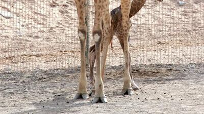 Grab a bargain break in Al Ain complete with a trip to Al Ain zoo. Courtesy Al Ain Zoo