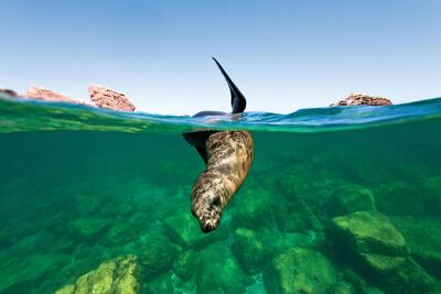 A California sea lion in the Sea of Cortez. Lex Photo Library
