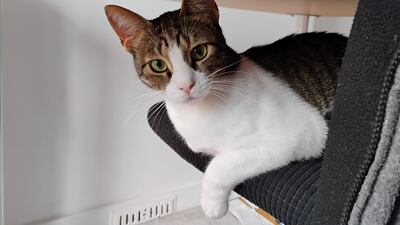 Sukkar, a cat adopted by The National's Daniel Bardsley. Daniel Bardsley / The National